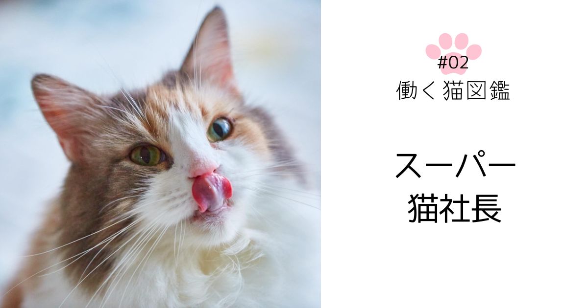 猫が商品企画！日本の猫たちの幸せのために日々頑張るもふもふの猫社長 株式会社nyans代表・チェルシー 好きと得意を仕事に Webメディア I  am（アイアム）
