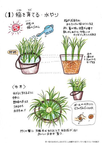 バケツ稲
