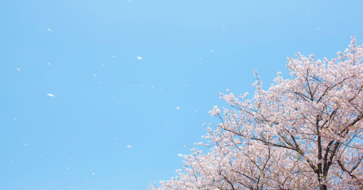 大学の合格発表